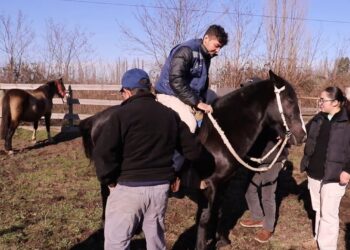 Gobierno intensifica control sanitario en caballos y riego en la región del Biobío.